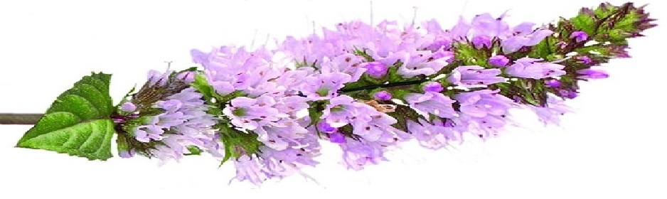 09 body natural medicine peppermint 1