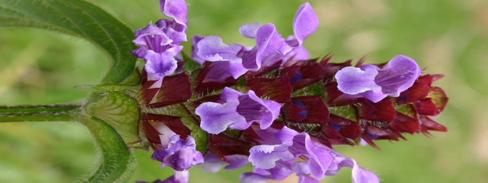 cropped flower flat